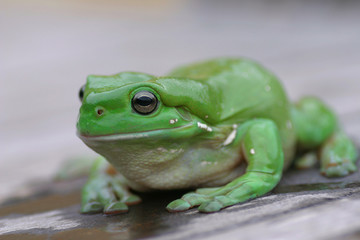 green tree frog