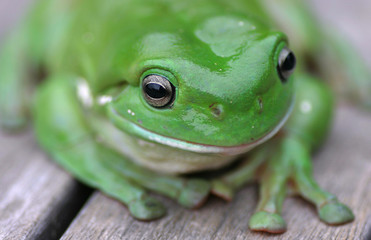 green tree frog close up