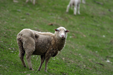sheep