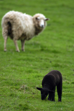 sheep black