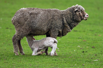 sheep and lamb 2