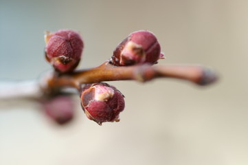 bourgeon, naissance du printemps