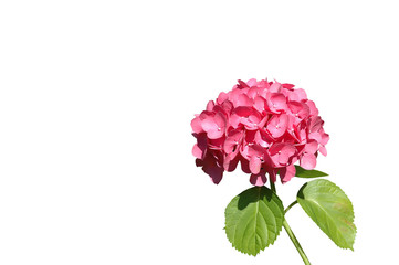 fleur d& 39 hortensia