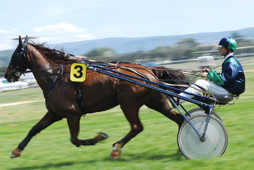 trot attelé