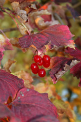 snowball tree - autumn landscape