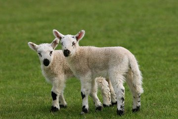 Obraz premium twin lambs