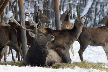 Fototapeta premium deer