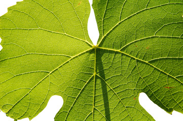 isolated gamay leaf on white background