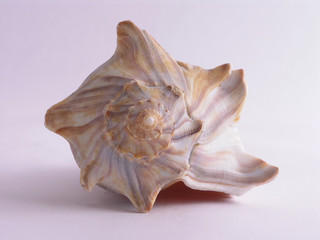 sea shell - 4