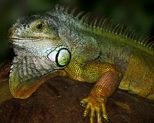 iguana