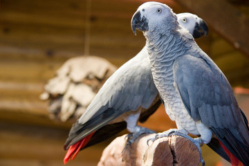 couple de perroquets
