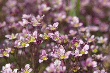 pink flowers backgrounds