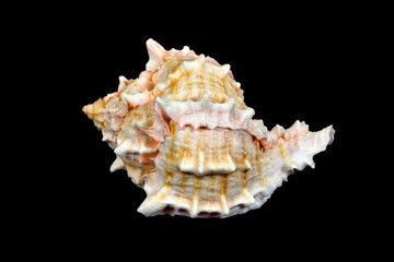 seashell over black #1 (conch)