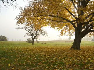 fall morning mist