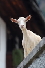 curious goat - 2041387