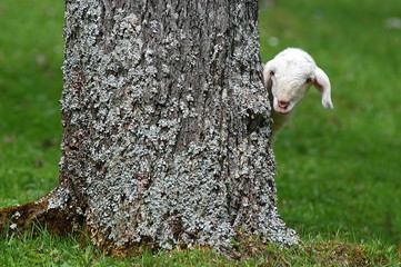 curious lamb © Tomo Jesenicnik
