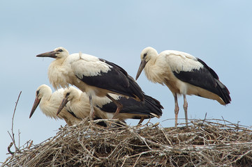 storks in nest