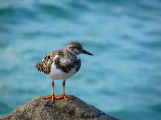 sanderling