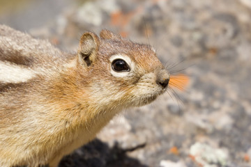 portrait of a curious chipmunk