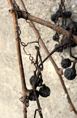 dried wild grapes