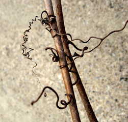 wild grape tree