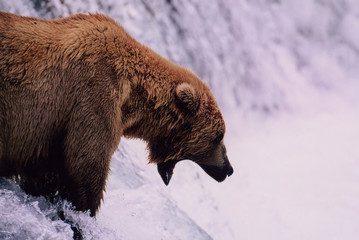 grizzly bear waiting for salmon