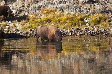 bison drinking