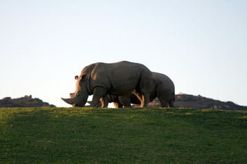 white rhinoceros