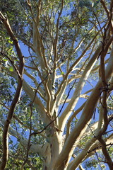 branches d'eucalyptus
