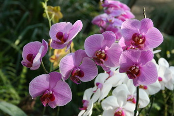 wild orchid phalaenopsis , plantation beau 'diane' - obrazy, fototapety, plakaty