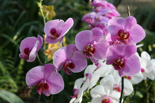 Fototapeta wild orchid phalaenopsis , plantation beau 'diane'
