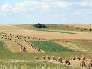harvest in poland