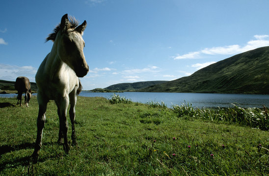 cheval blanc en irlande
