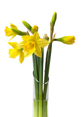 daffodils © Pefkos
