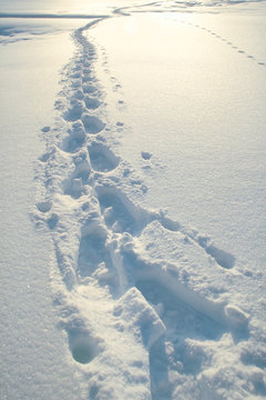 traces dans la neige