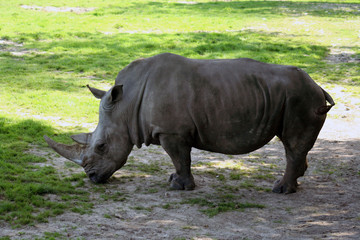 Fototapeta premium rhinoceros