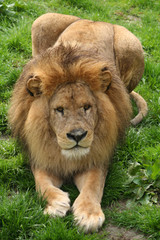 lion
