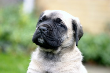 english mastiff portrait