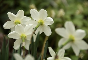Fototapeta na wymiar daffodil cluster