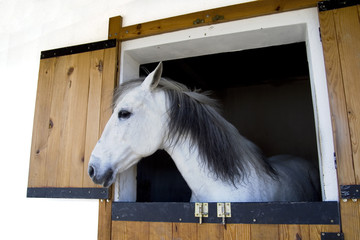 horse head