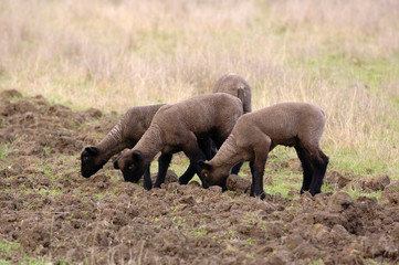 lambs in field