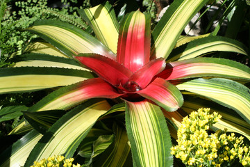 plant