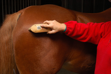 horse grooming