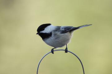 chickadee