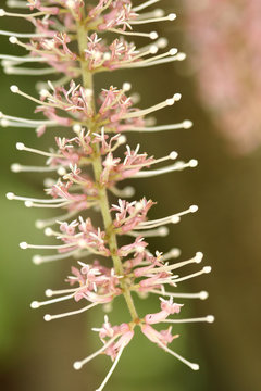 Macadamia Flower