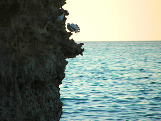 gabbiano sullo scoglio