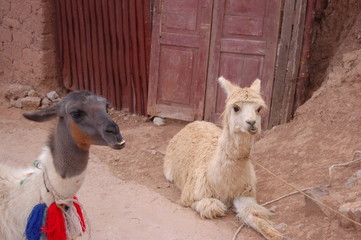 lamas © Balogh Eniko
