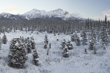 winter lansdcape, alaska range mountain forest