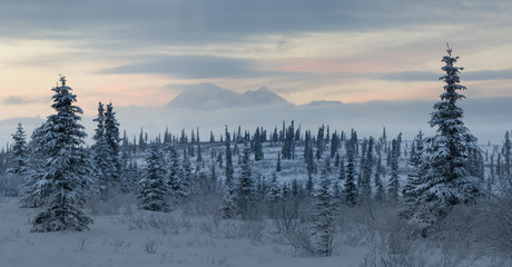 mountain tundra landscape with mt denali