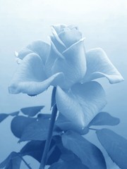 soft blue rose
